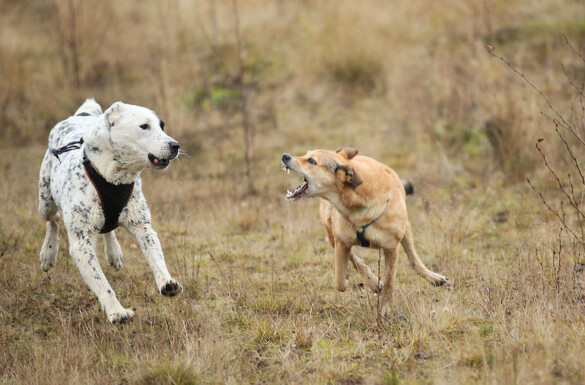 Grommen of uitvallen naar andere honden of mensen. Waarom doet je hond dit?