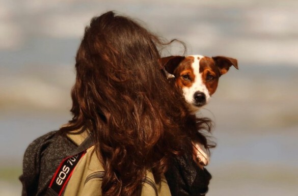 Reizen met je hond