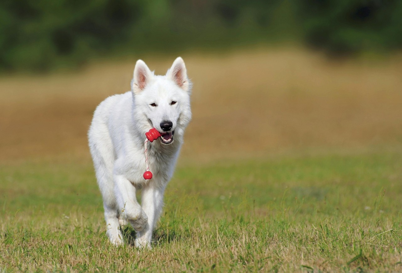 witte herdershond loopt met speeltje in zijn bek