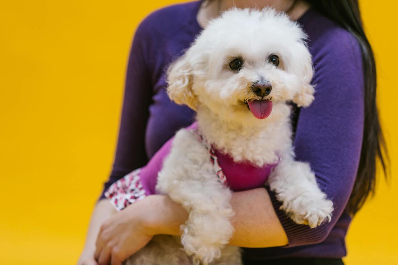 witte krulhond op de arm van een mevrouw